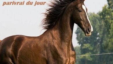 parivrai du jour