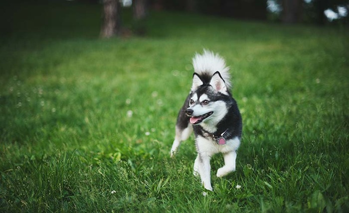 kleki dog
